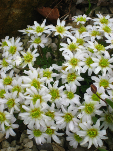 Callianthemum coriandrifolium - рутовник кориандролистный